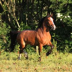Irish Cob Crossbreed Mon ami