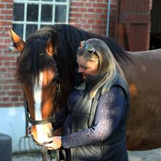 Irish Cob Crossbreed Mon ami