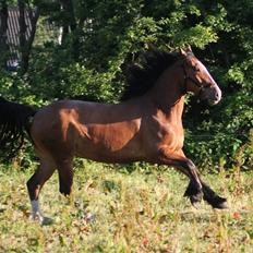 Irish Cob Crossbreed Mon ami