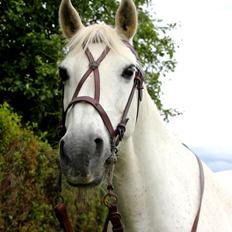 Anden særlig race My Silver Lady