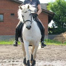 Anden særlig race My Silver Lady
