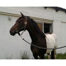 Pinto Nacoma indian