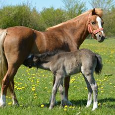 Welsh Mountain (sec A) Harvest Babeths Sunshine