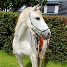 Anden særlig race My Silver Lady