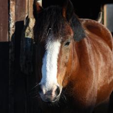 New Forest Capvert Du Geer