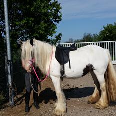 Irish Cob klittens marona
