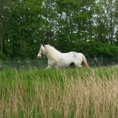 Irish Cob klittens marona
