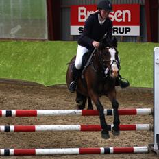 New Forest Capvert Du Geer