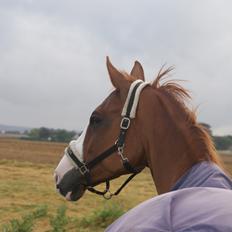 Trakehner Heywood af Lykkebo
