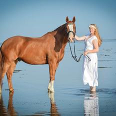 Trakehner Heywood af Lykkebo