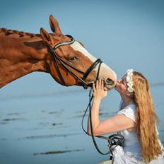 Trakehner Heywood af Lykkebo