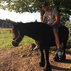 Irish Cob Tulluhlah