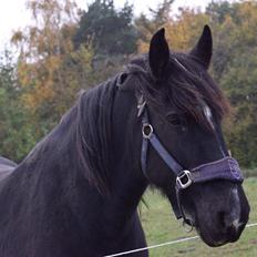 Irish Cob Tulluhlah