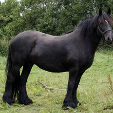 Irish Cob Tulluhlah