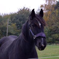 Irish Cob Tulluhlah