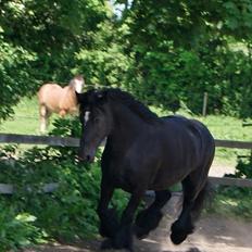 Irish Cob Tulluhlah