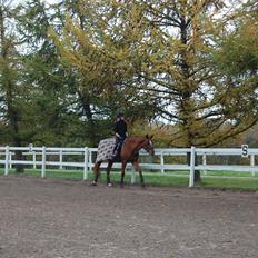 Trakehner Donauehre E