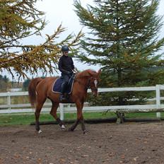 Trakehner Donauehre E