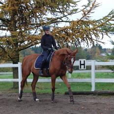 Trakehner Donauehre E