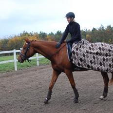 Trakehner Donauehre E