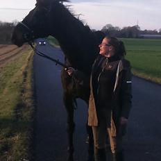 Dansk Varmblod Meyer's Enough / Idina