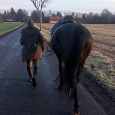 Dansk Varmblod Meyer's Enough / Idina