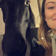 Anden særlig race Vincent (Vinner)