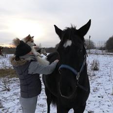 Anden særlig race Vincent (Vinner)