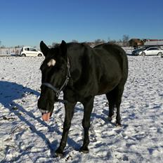 Anden særlig race Vincent (Vinner)
