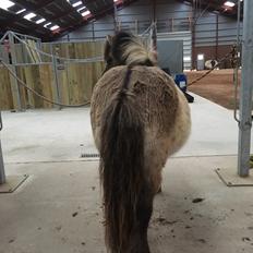 Shetlænder Tumle