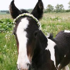 Drumhorse Princess Darling Daisy Day