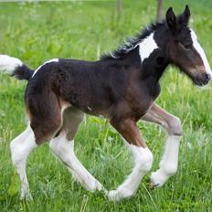 Drumhorse Princess Darling Daisy Day