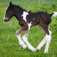 Drumhorse Princess Darling Daisy Day
