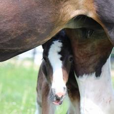 Drumhorse Princess Darling Daisy Day