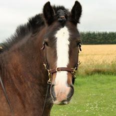 Irish Cob Shamrocks Rowan of Spades