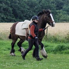 Irish Cob Shamrocks Rowan of Spades