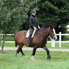 Irish Cob Shamrocks Rowan of Spades
