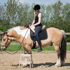 Irish Cob Crossbreed Toftgårds Amigo