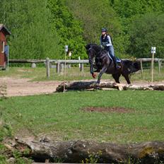 Dansk Varmblod Tranholms Santiago