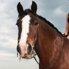 Irish Cob Shamrocks Rowan of Spades
