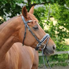 Tysk Oldenburger First Romance Bastbjerg