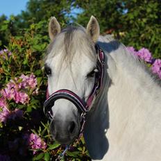 Welsh Mountain (sec A) Friarly flowermaid