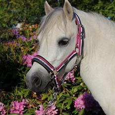 Welsh Mountain (sec A) Friarly flowermaid