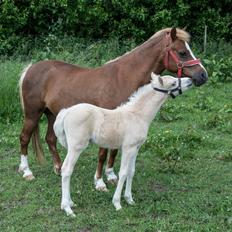 Welsh Pony (sec B) Sunnyhill Bell-Bell Sunrise