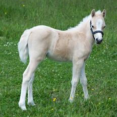 Welsh Pony (sec B) Sunnyhill Bell-Bell Sunrise