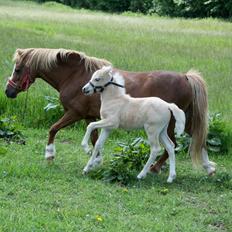 Welsh Pony (sec B) Sunnyhill Bell-Bell Sunrise