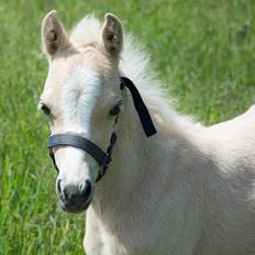 Welsh Pony (sec B) Sunnyhill Bell-Bell Sunrise