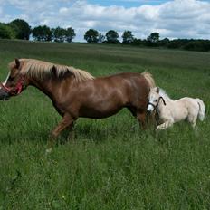 Welsh Pony (sec B) Sunnyhill Bell-Bell Sunrise