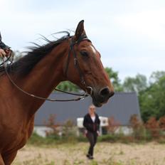 Hannoveraner Otto