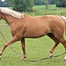 Palomino Stald Emilys Daisy Blue